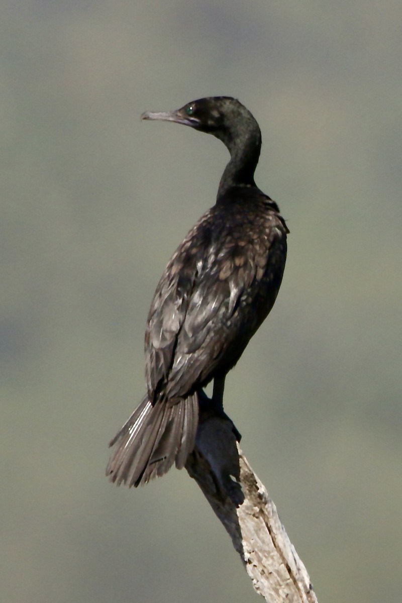 Little Black Cormorant - ML609838496