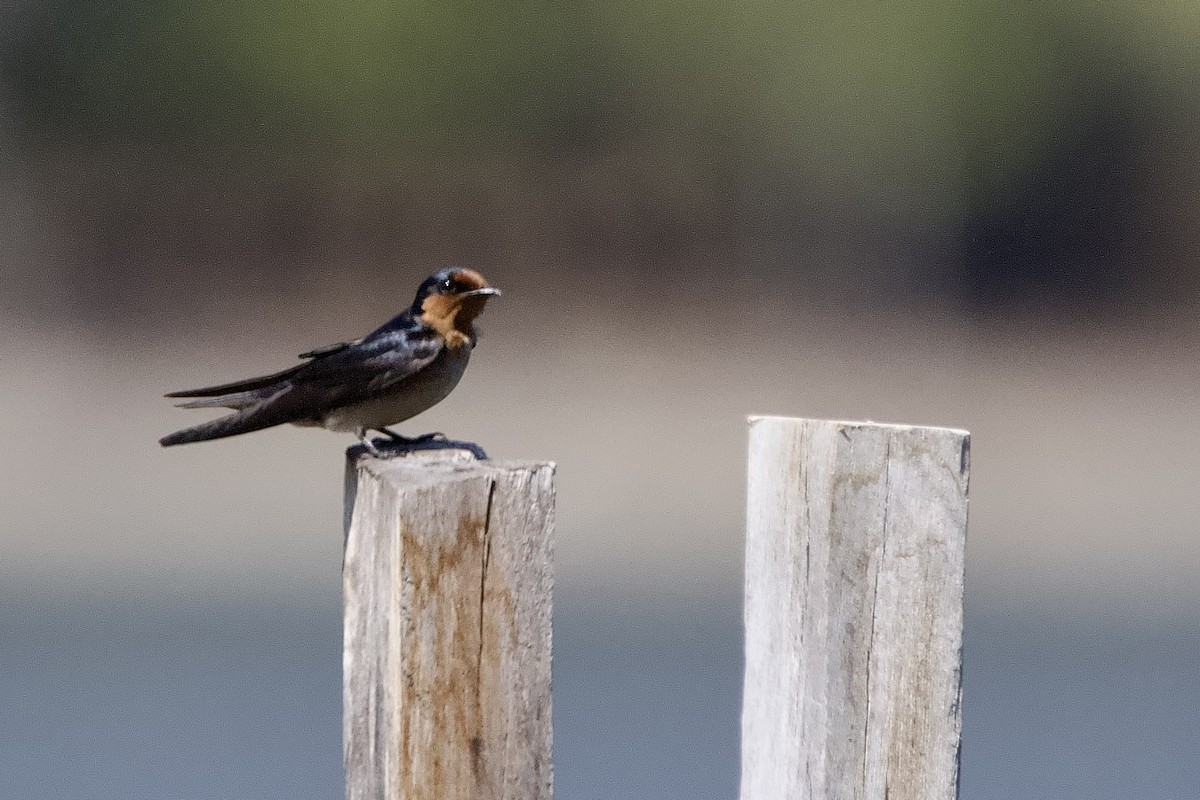 Pacific Swallow - ML609838507