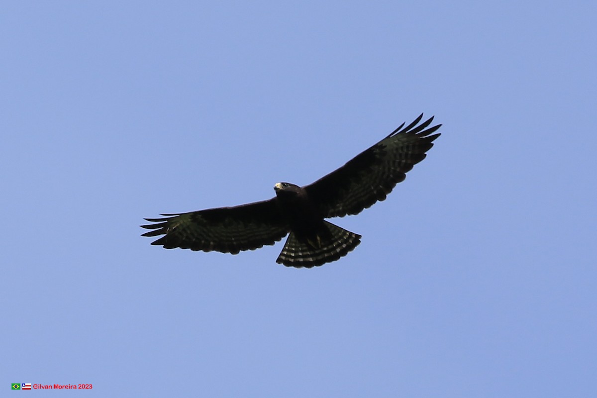 Short-tailed Hawk - ML609838592