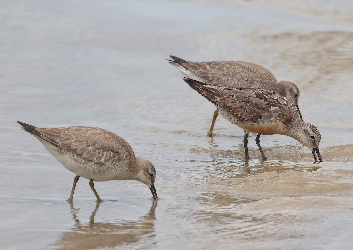 Red Knot - ML609838887