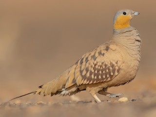  - Spotted Sandgrouse