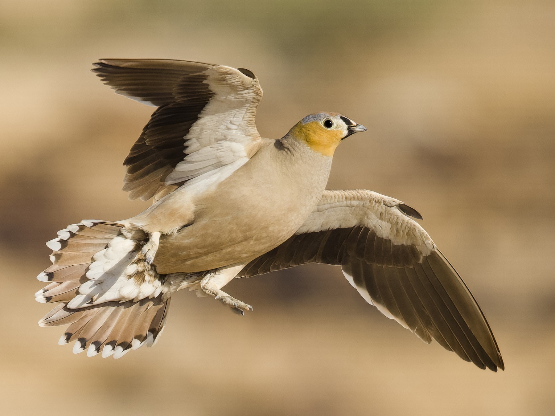 cortiçol-coroado - eBird