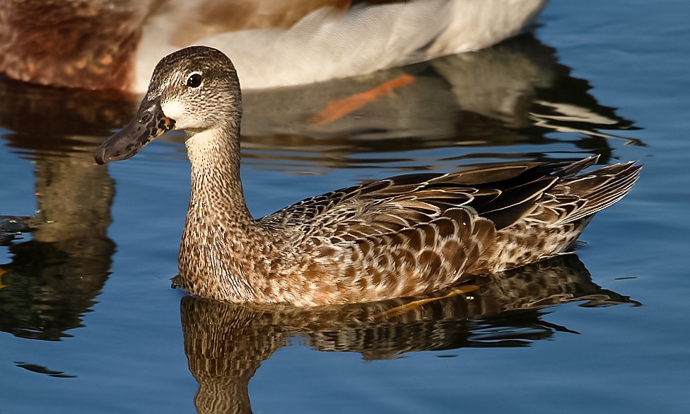 Blue-winged Teal - ML609839913