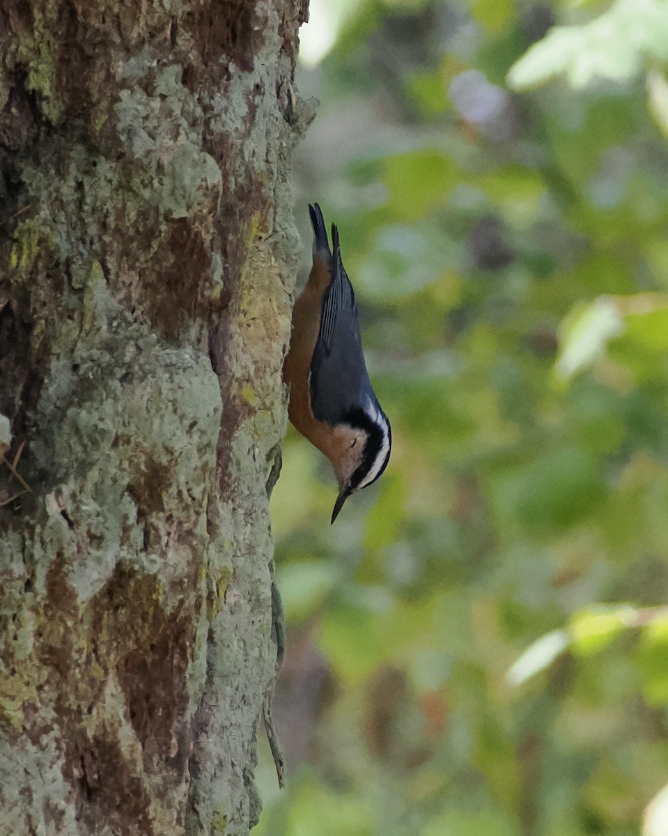 Red-breasted Nuthatch - ML609840145