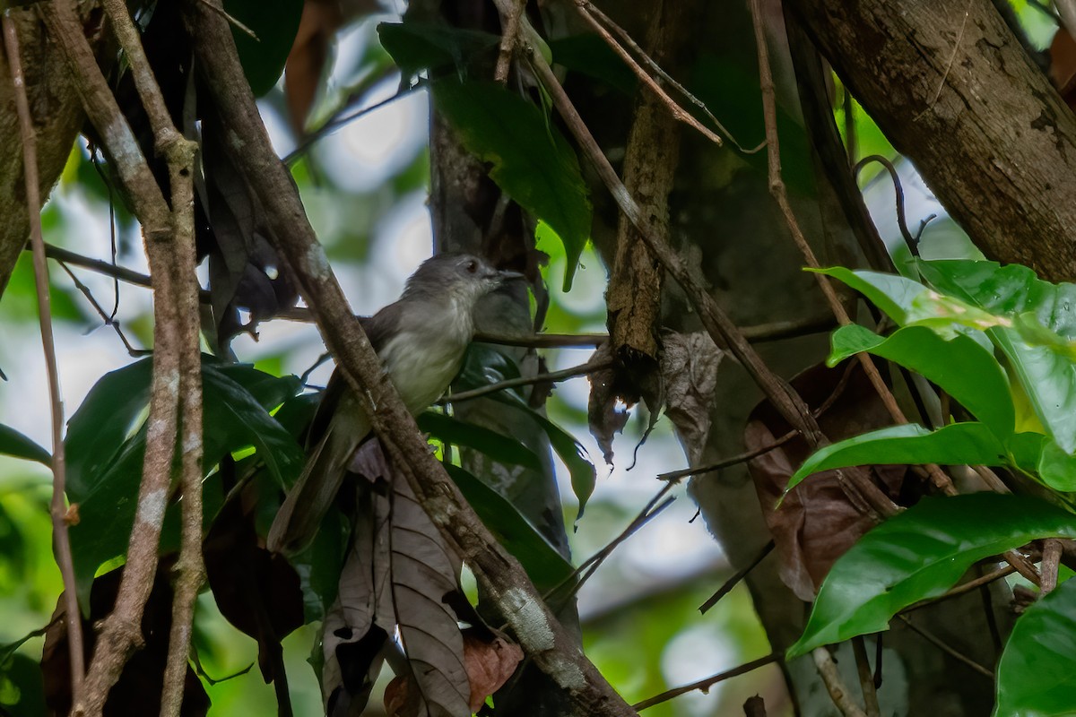 Sooty-capped Babbler - ML609840212