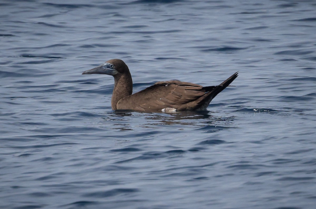 Brown Booby - ML609840395