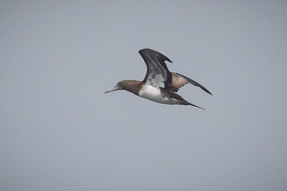 Brown Booby - ML609840579