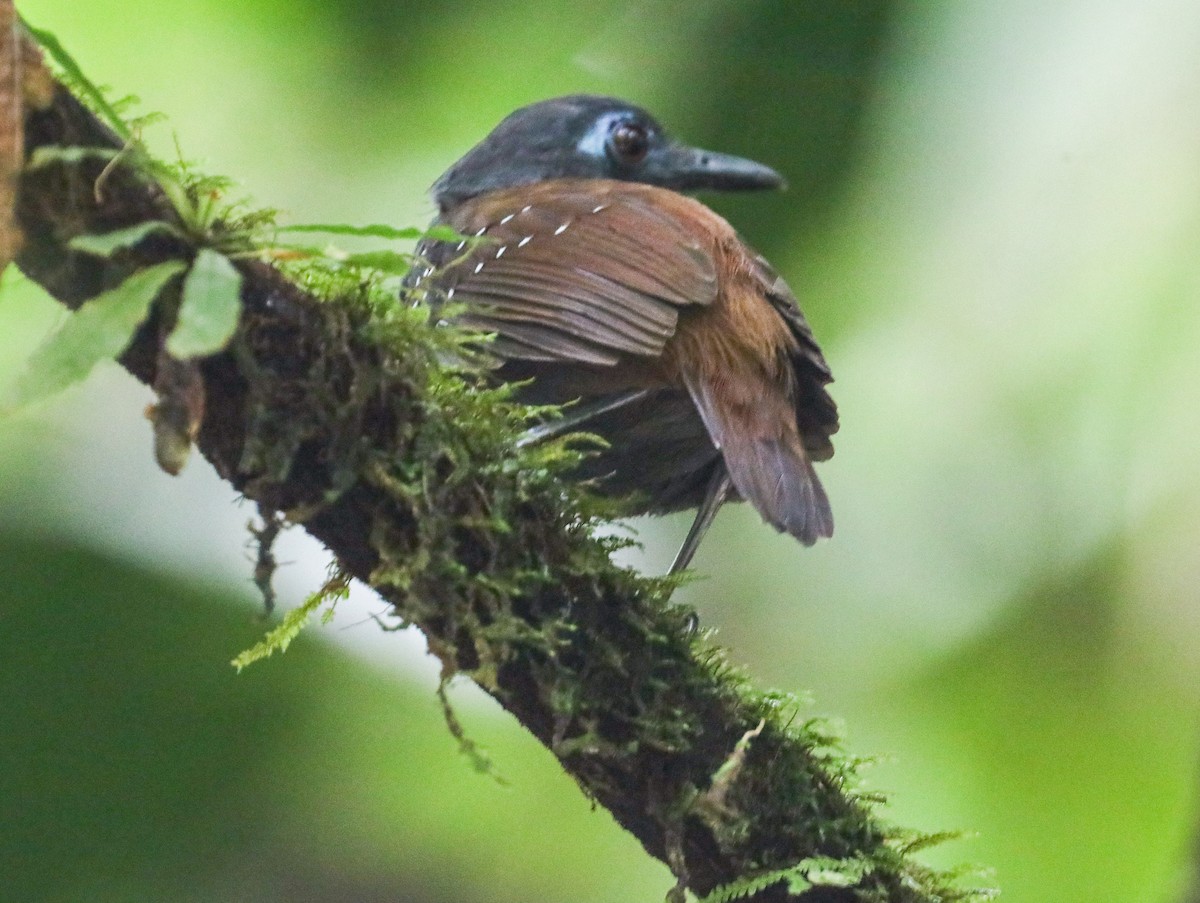 Chestnut-backed Antbird (Short-tailed) - ML609840583