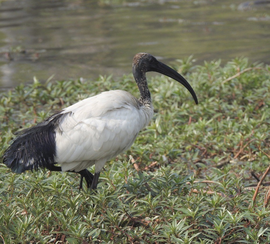 ibis posvátný - ML609840635
