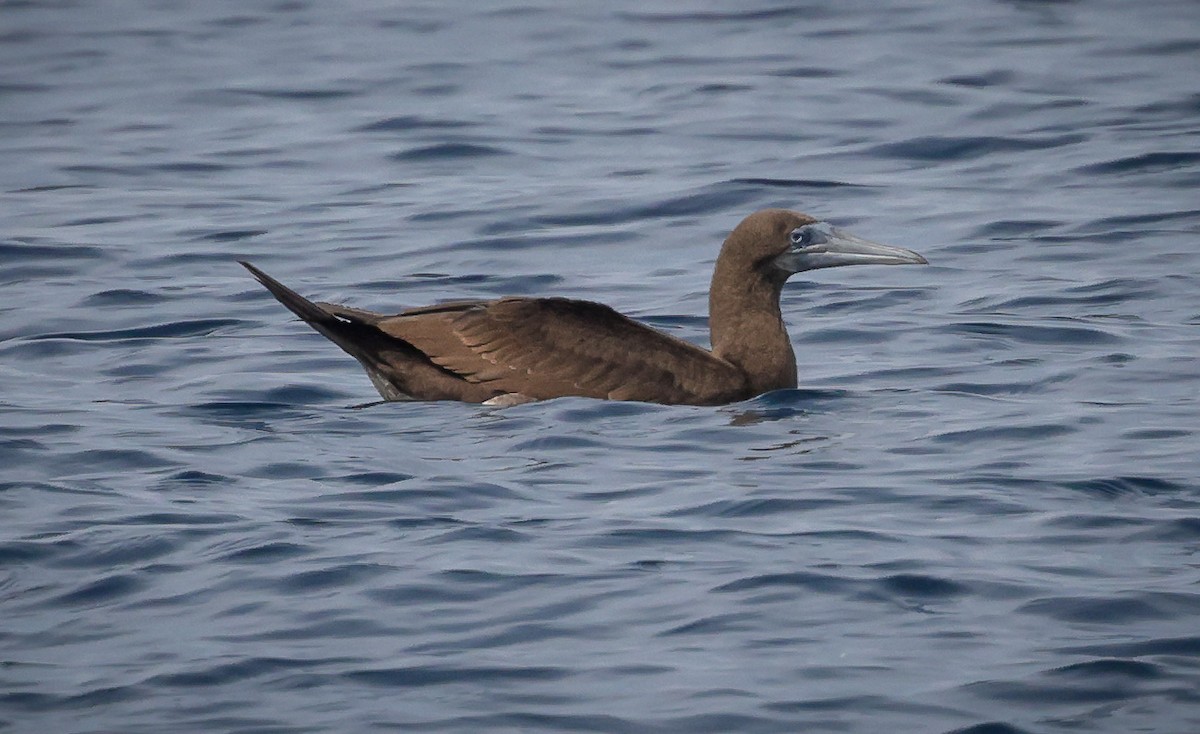 Brown Booby - ML609840761