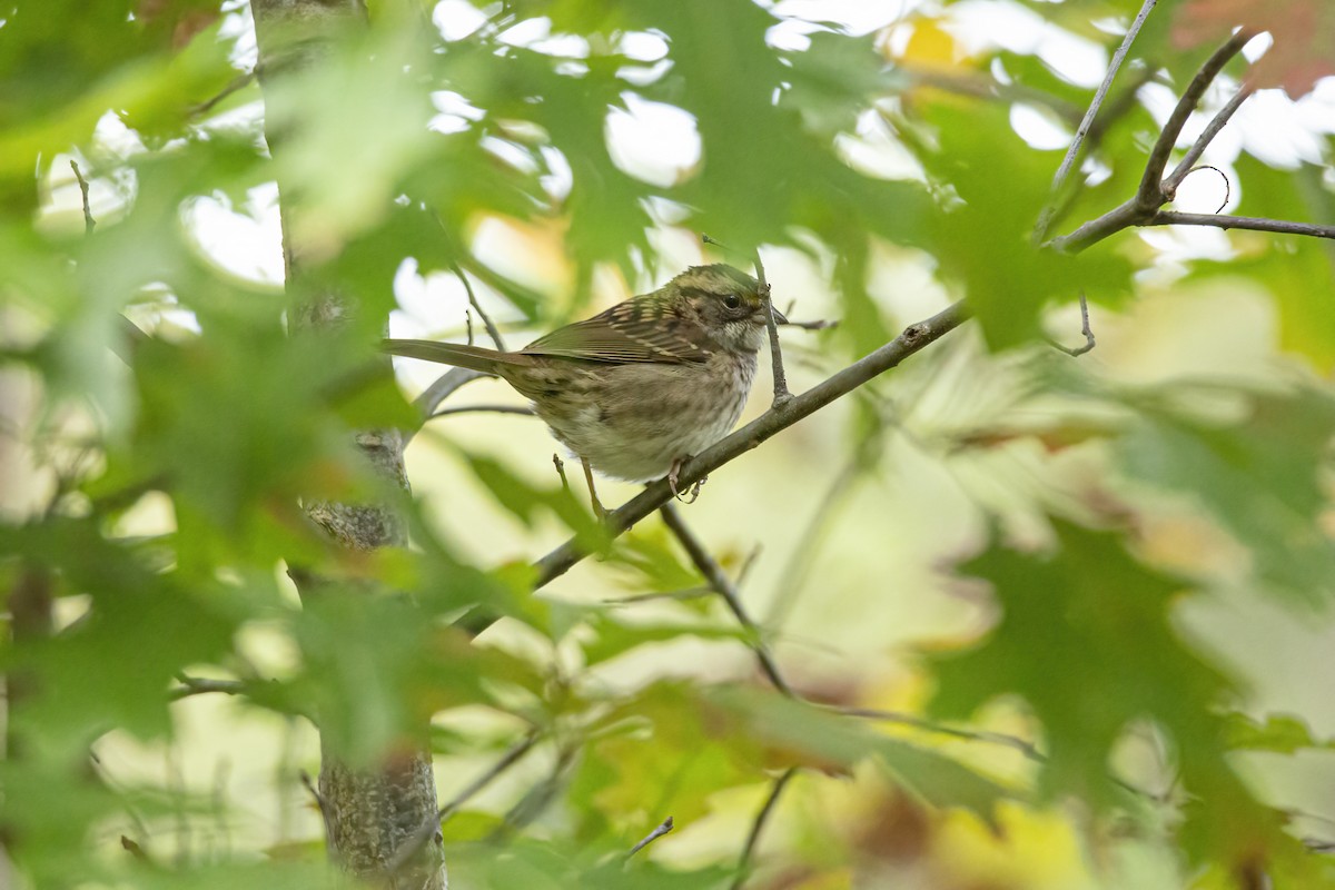 White-throated Sparrow - Janet Haugen