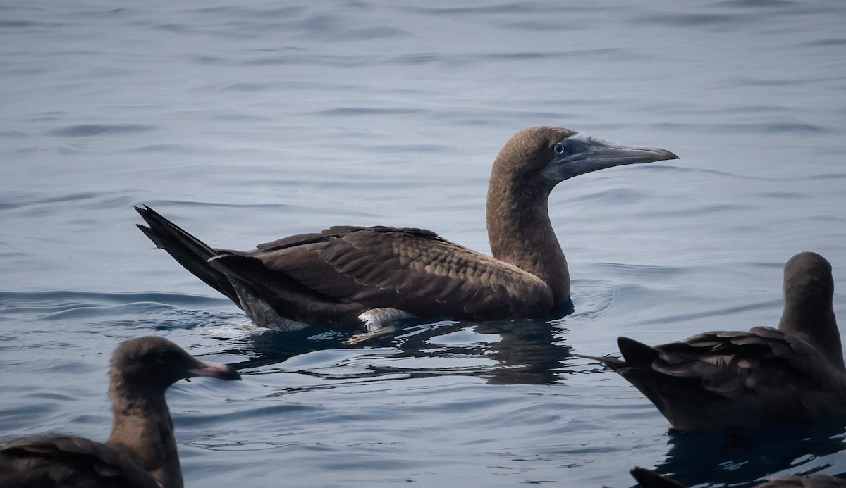 Brown Booby - ML609840880