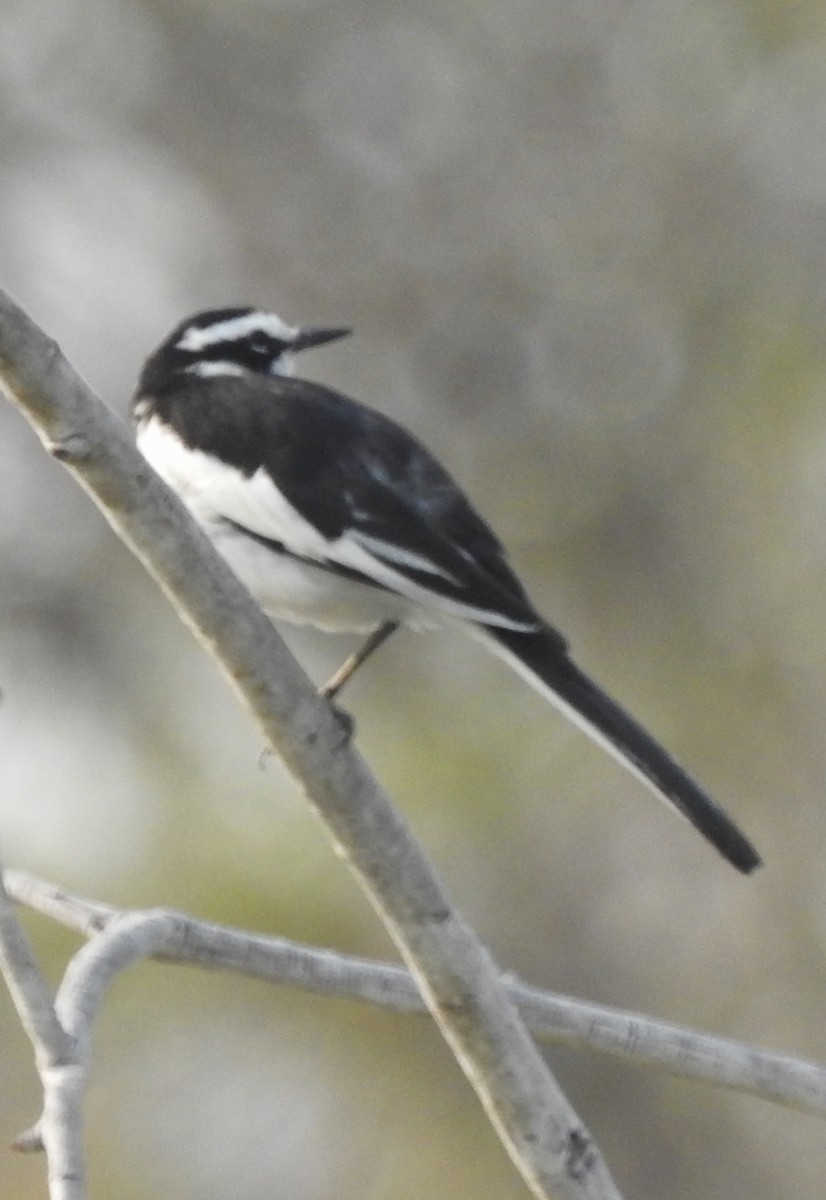 African Pied Wagtail - ML609840980