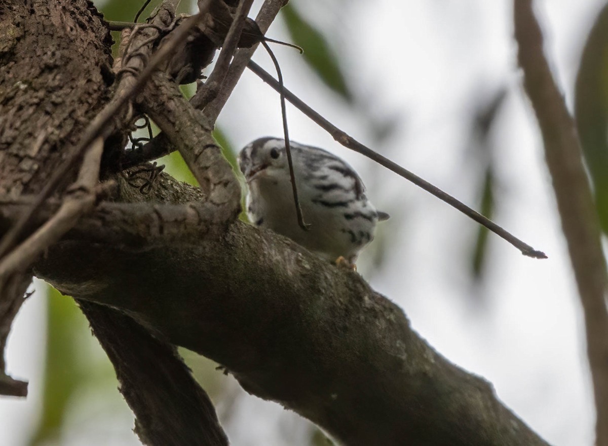Black-and-white Warbler - ML609841097