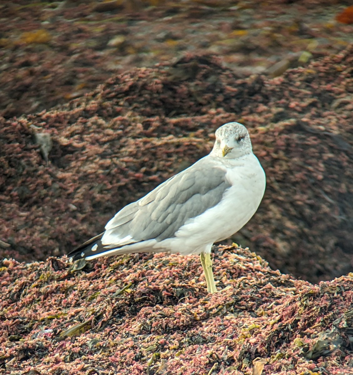 Common Gull (Kamchatka) - Michel Larrivée