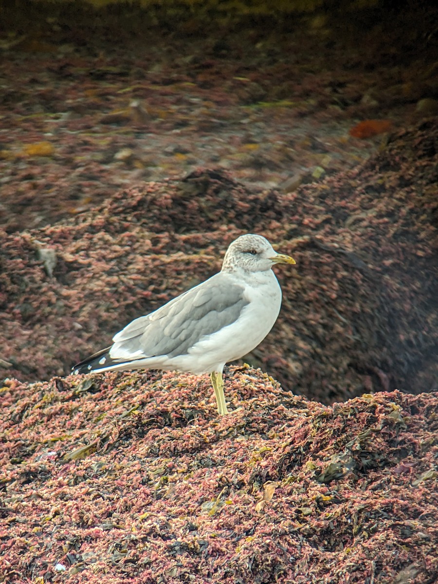 Common Gull (Kamchatka) - ML609841982