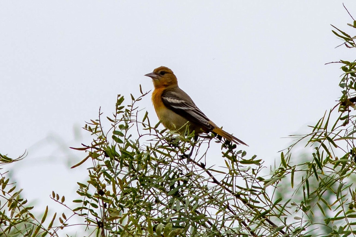 eBird Checklist 11 Oct 2023 Choke Canyon SPCalliham Unit