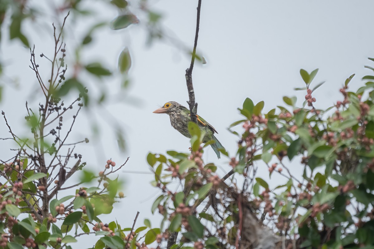 Lineated Barbet - ML609843656