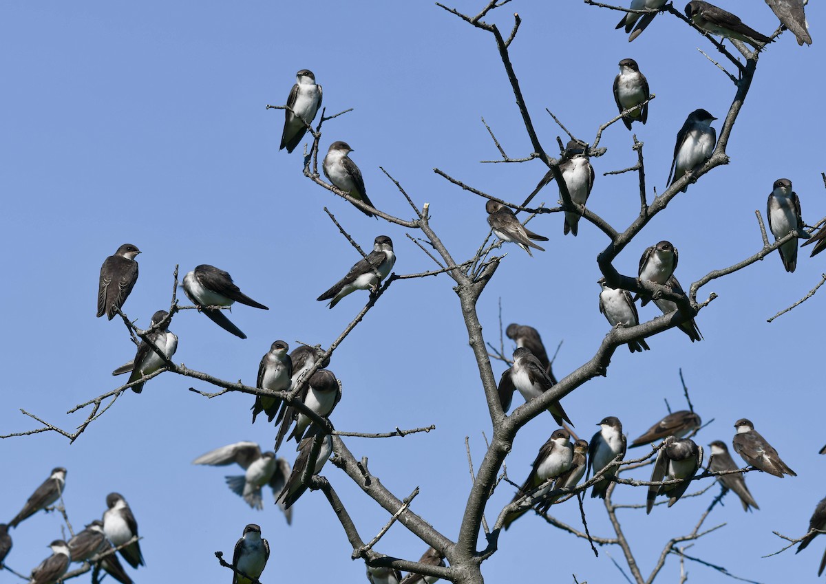 Tree Swallow - Henry Witsken