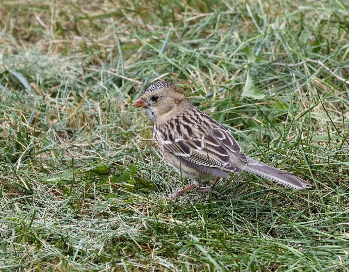 Harris's Sparrow - ML609844307