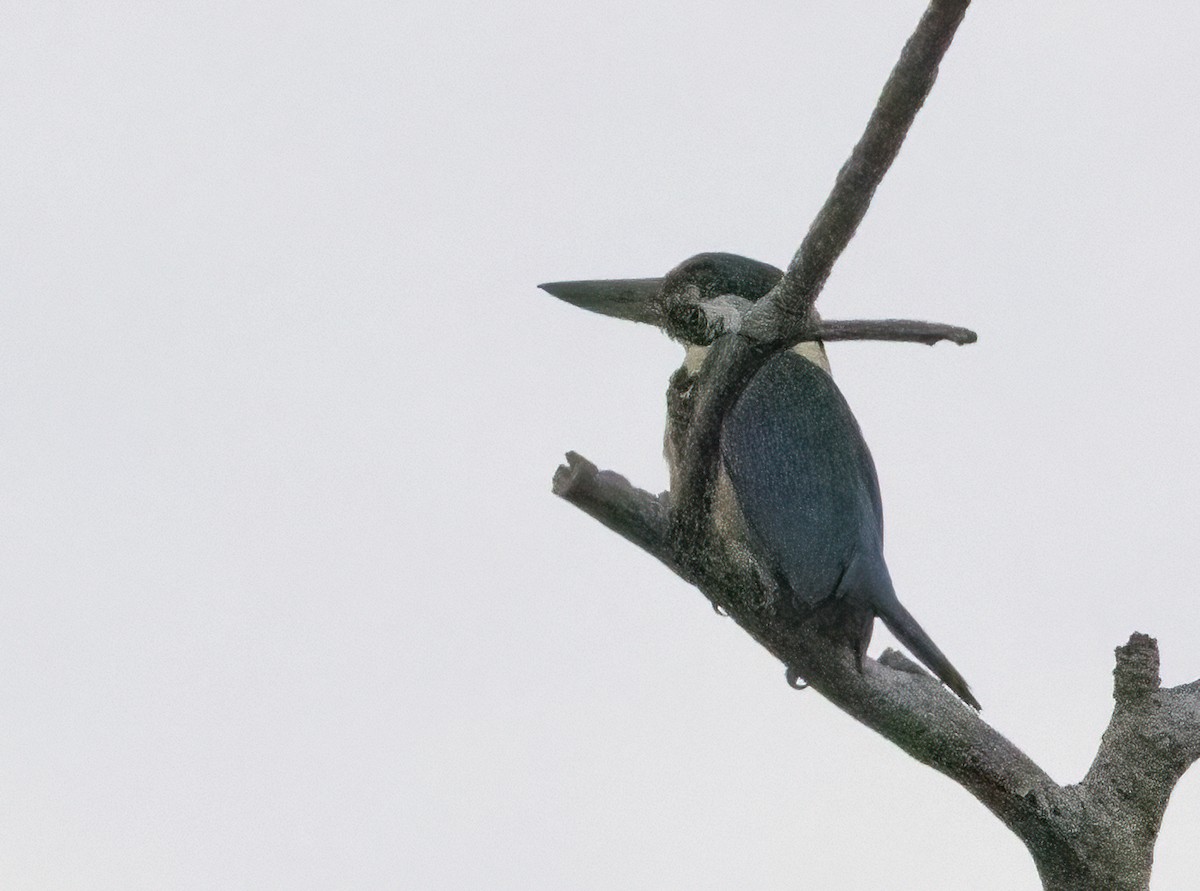 Melanesian Kingfisher - ML609844818