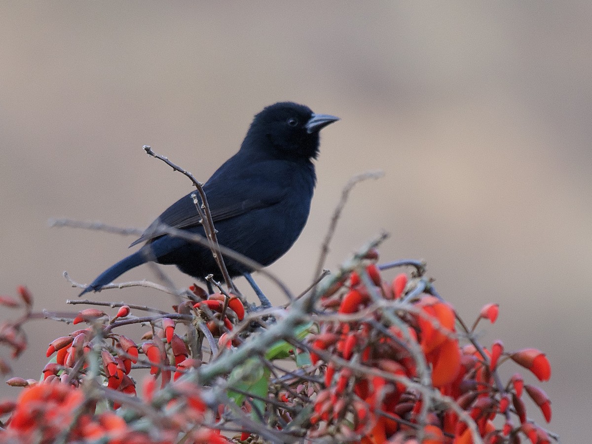 Bolivian Blackbird - ML609844917