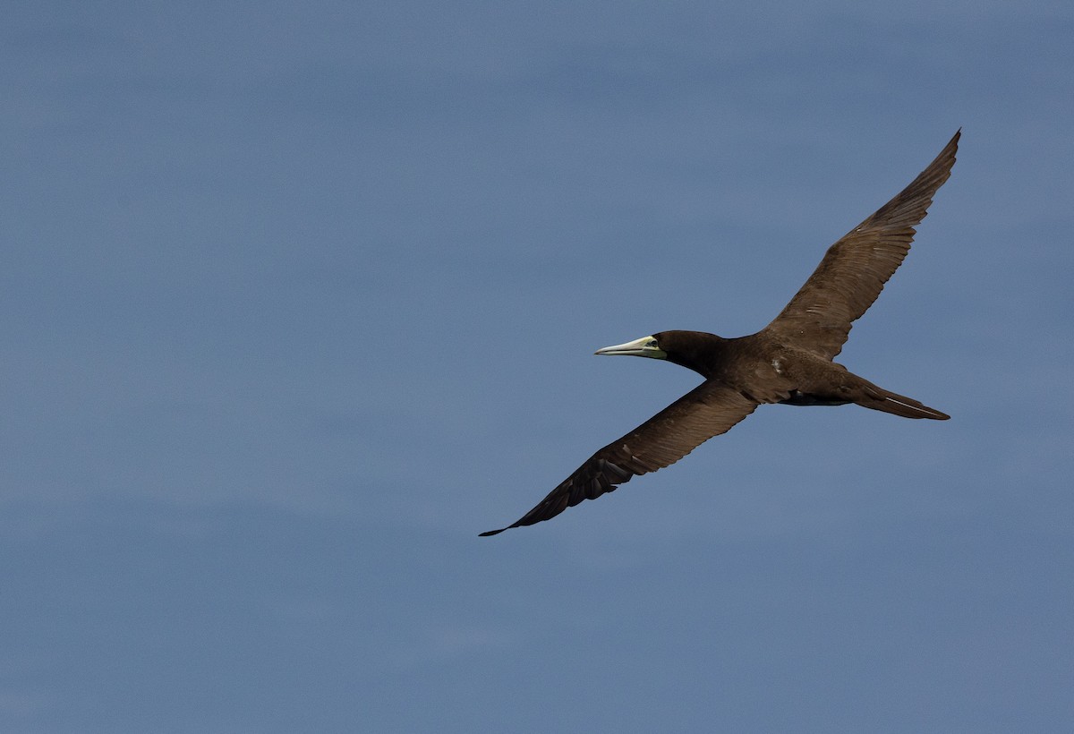 Brown Booby - ML609844918