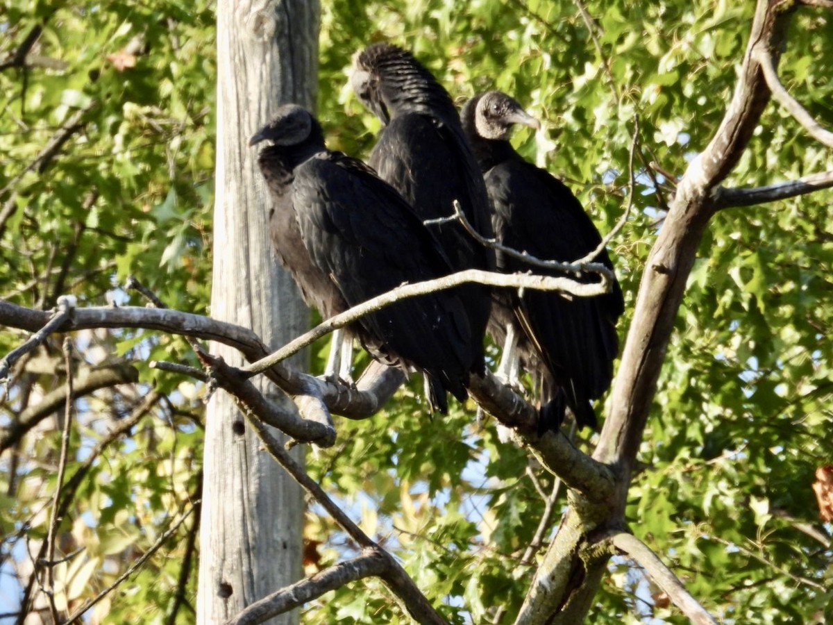Black Vulture - Lois Rockhill