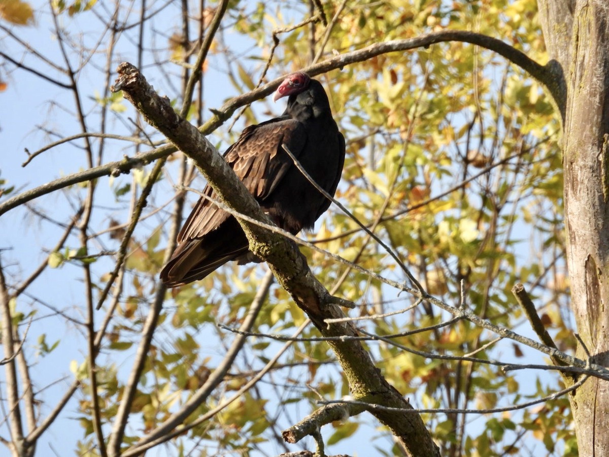 Turkey Vulture - Lois Rockhill