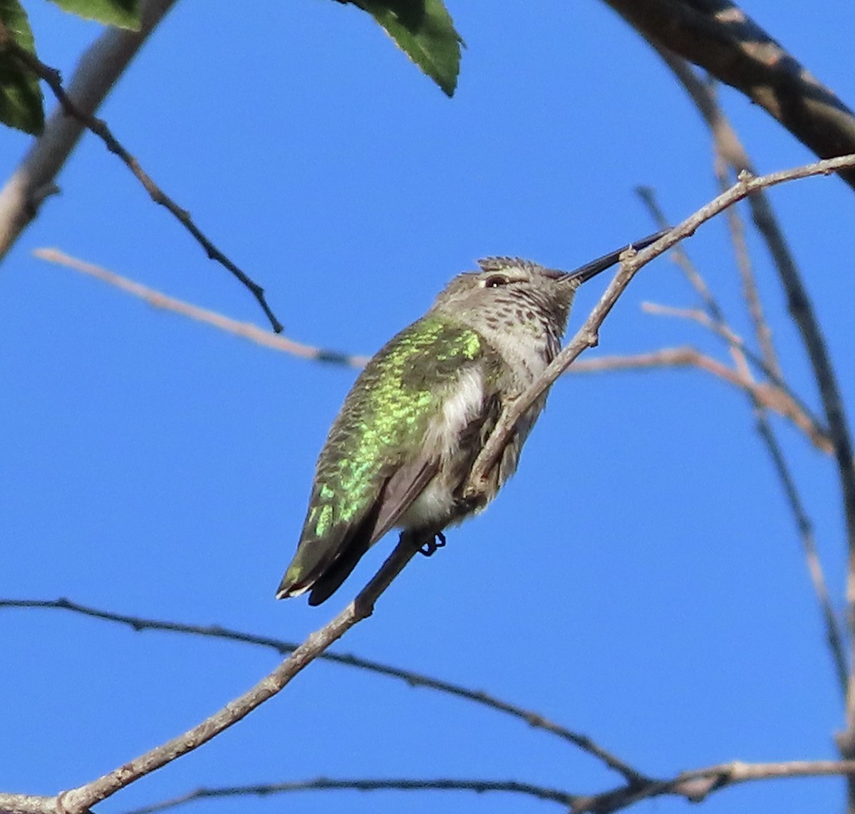 Anna's Hummingbird - ML609845434
