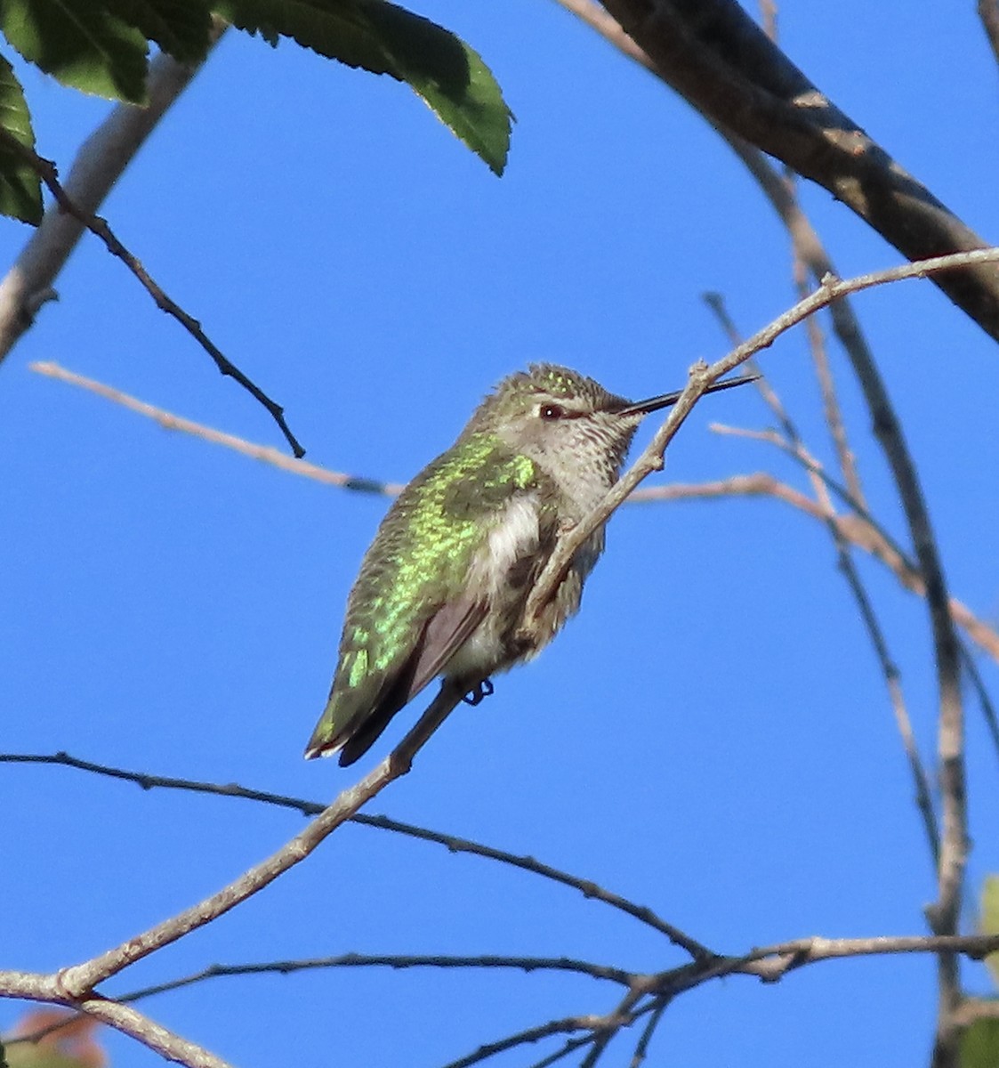 Anna's Hummingbird - ML609845435