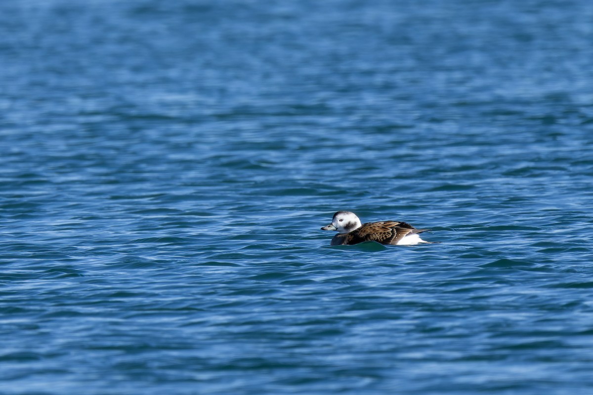 Long-tailed Duck - ML609845681