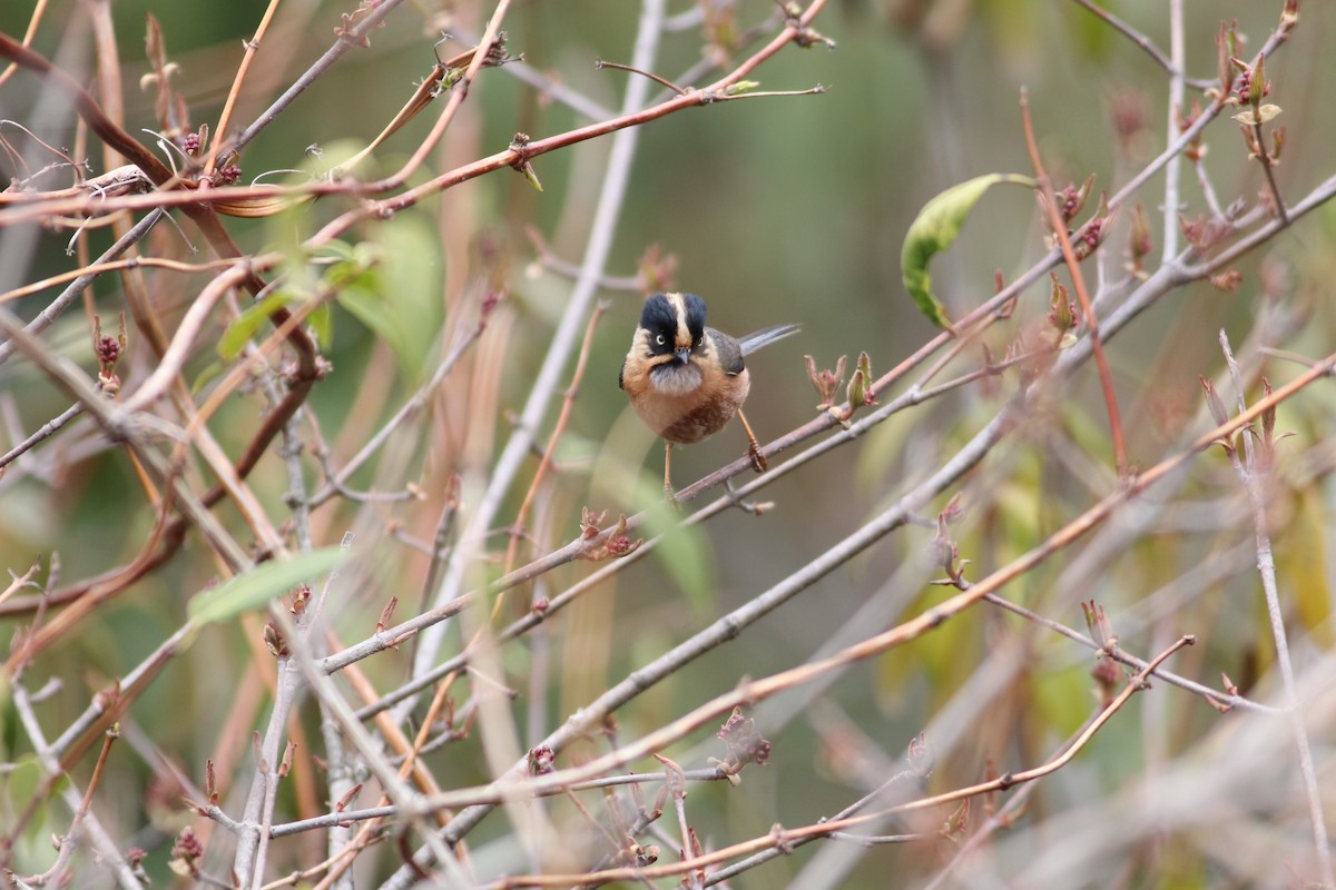 Black-browed Tit (Rufous-fronted) - ML609845828