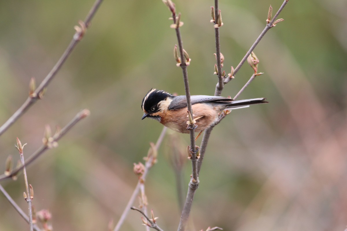 Black-browed Tit (Rufous-fronted) - ML609845830