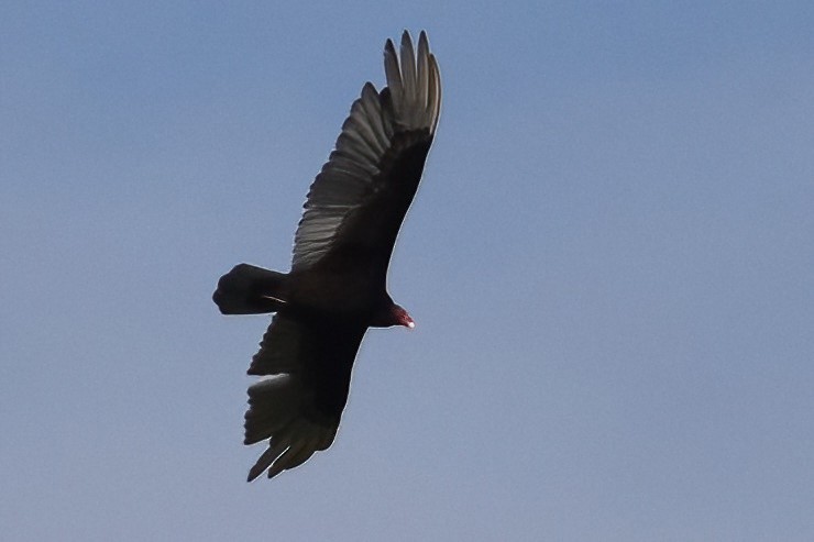 Turkey Vulture - ML609845968