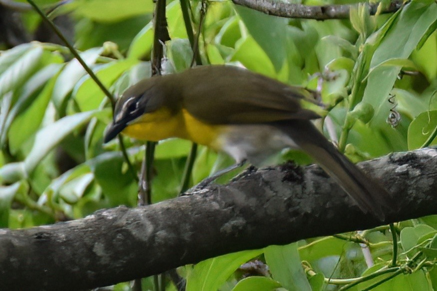Yellow-breasted Chat - ML609845977
