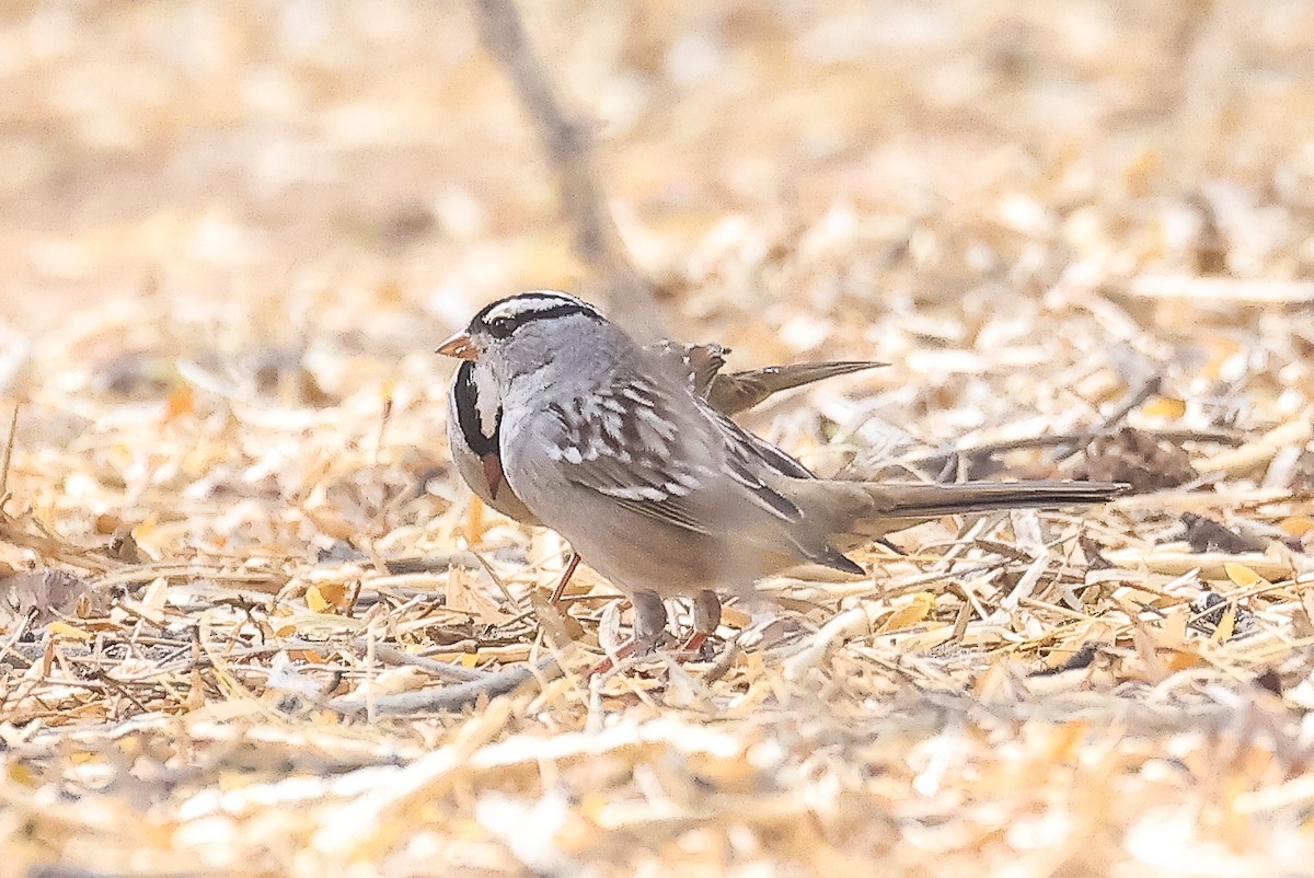 White-crowned Sparrow - ML609846476