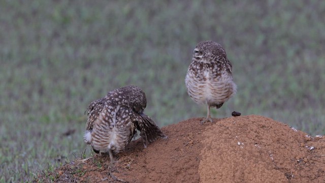 Burrowing Owl (grallaria) - ML609846566