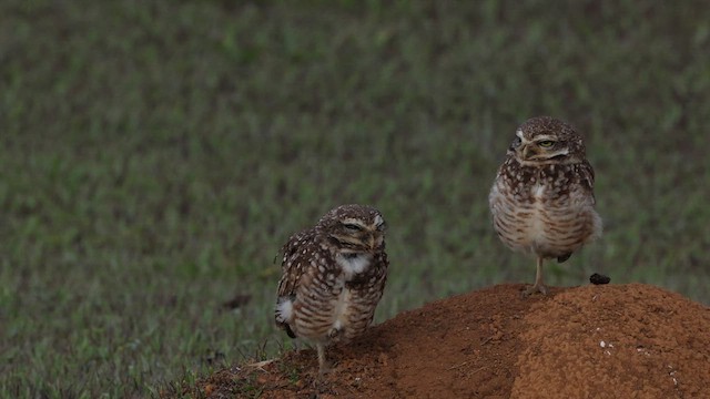 Burrowing Owl (grallaria) - ML609846597