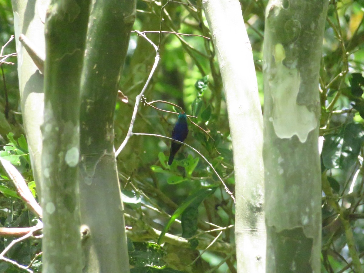 Violet-bellied Hummingbird - ML609846721
