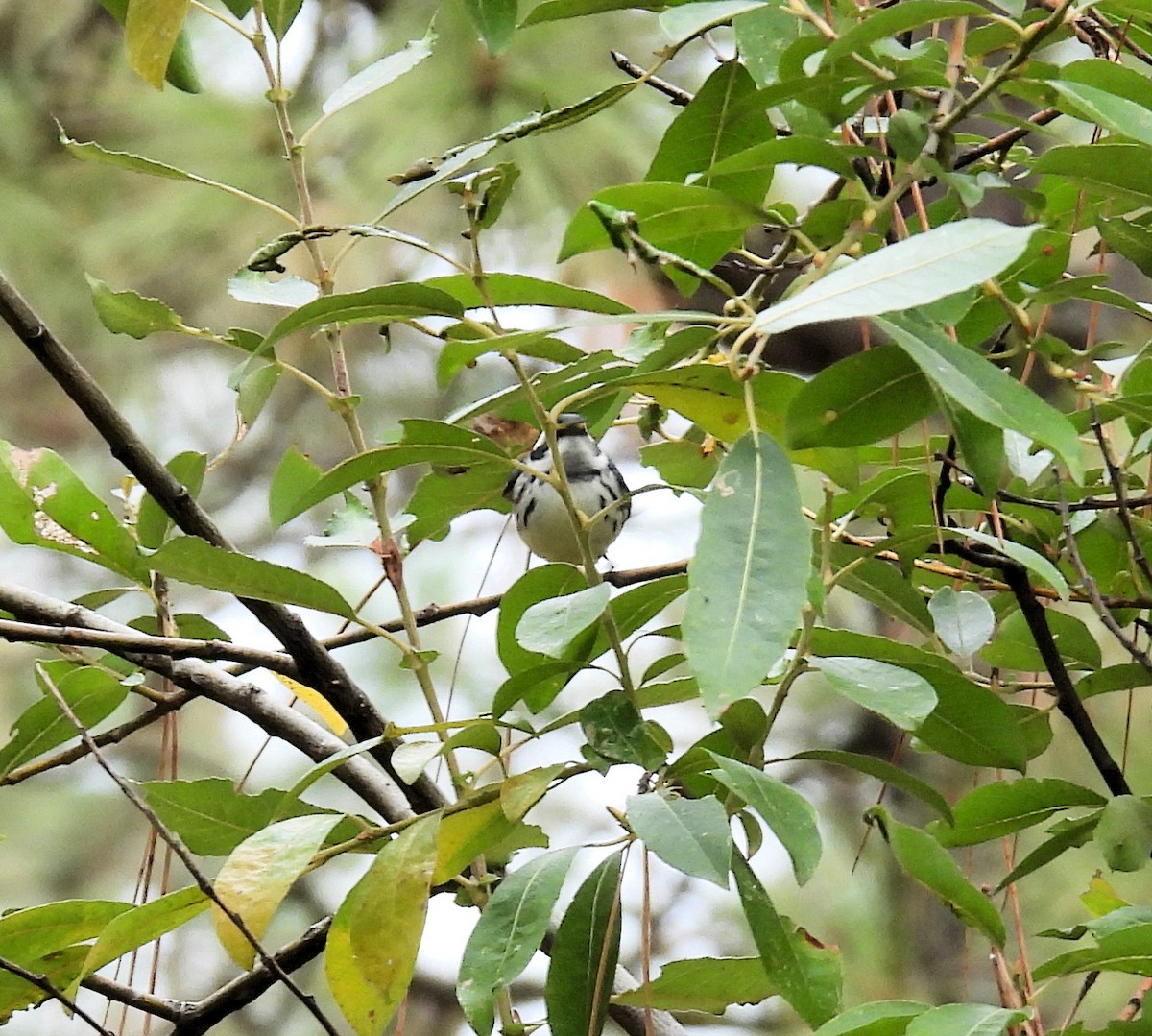 Black-throated Gray Warbler - Alan McCoy