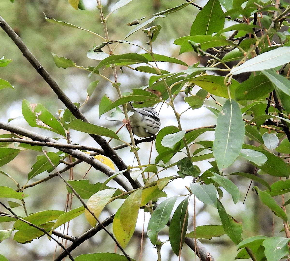 Black-throated Gray Warbler - ML609846757
