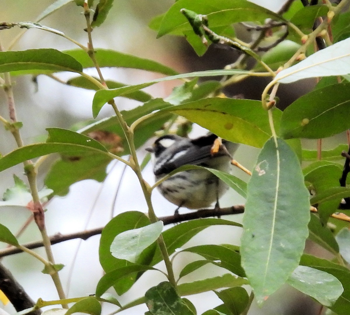 Black-throated Gray Warbler - ML609846758