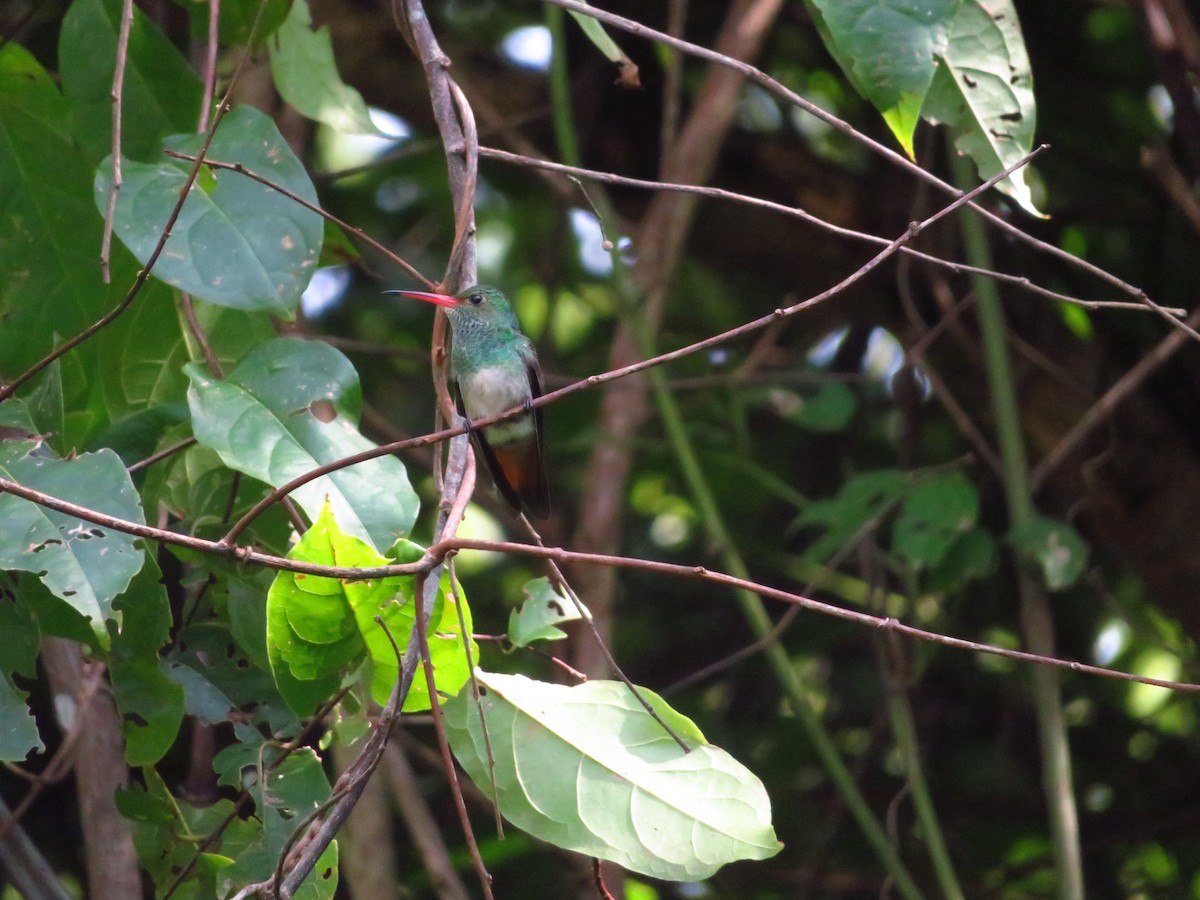 Rufous-tailed Hummingbird - ML609846782