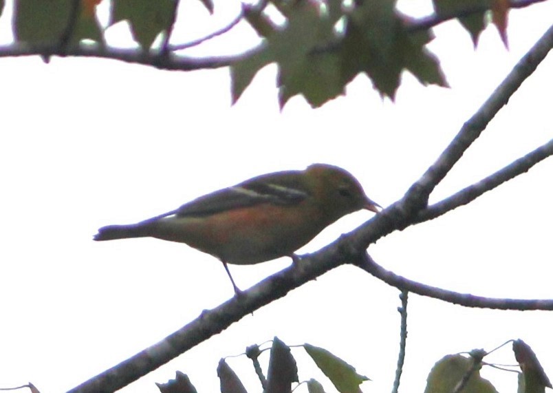 Bay-breasted Warbler - ML609846855