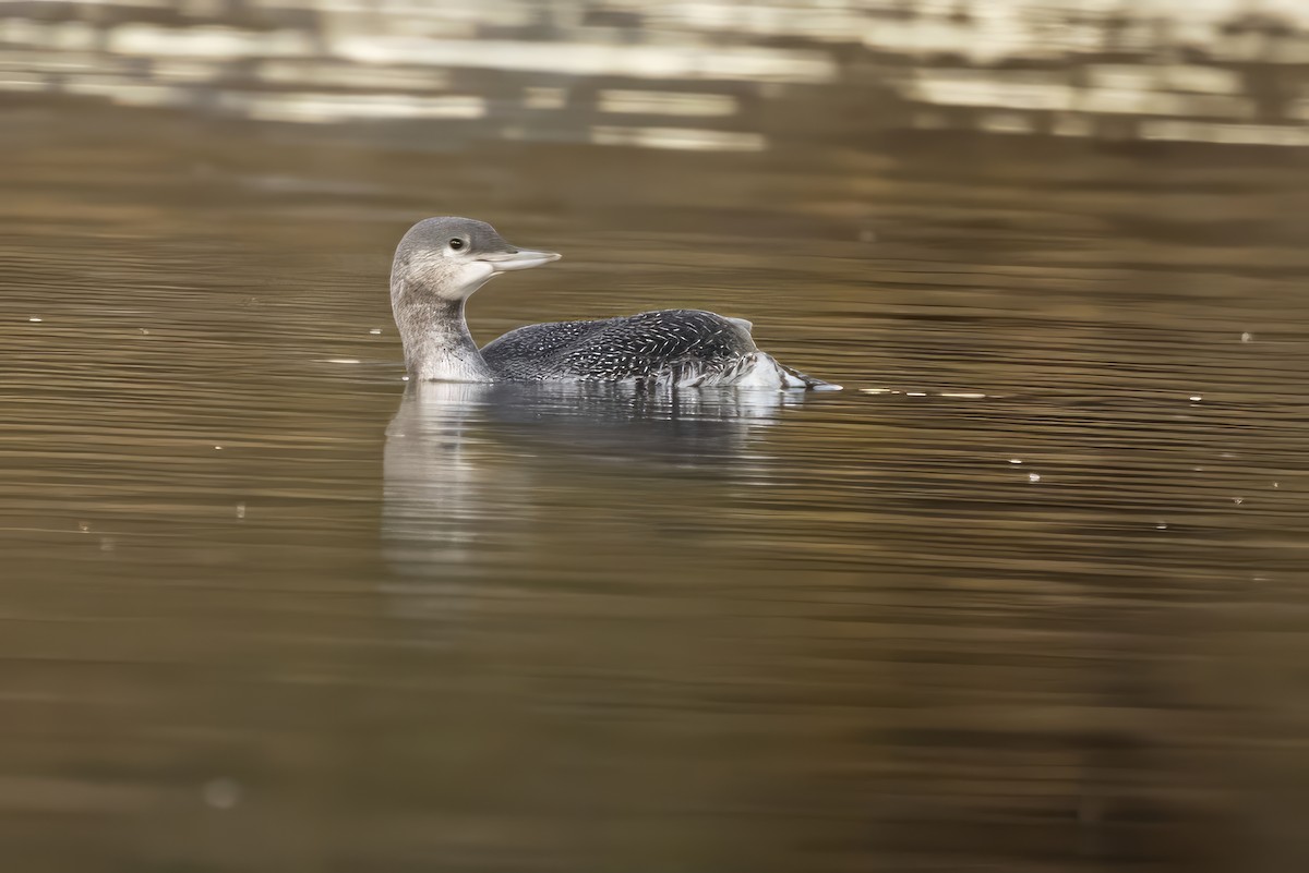 Red-throated Loon - ML609846864