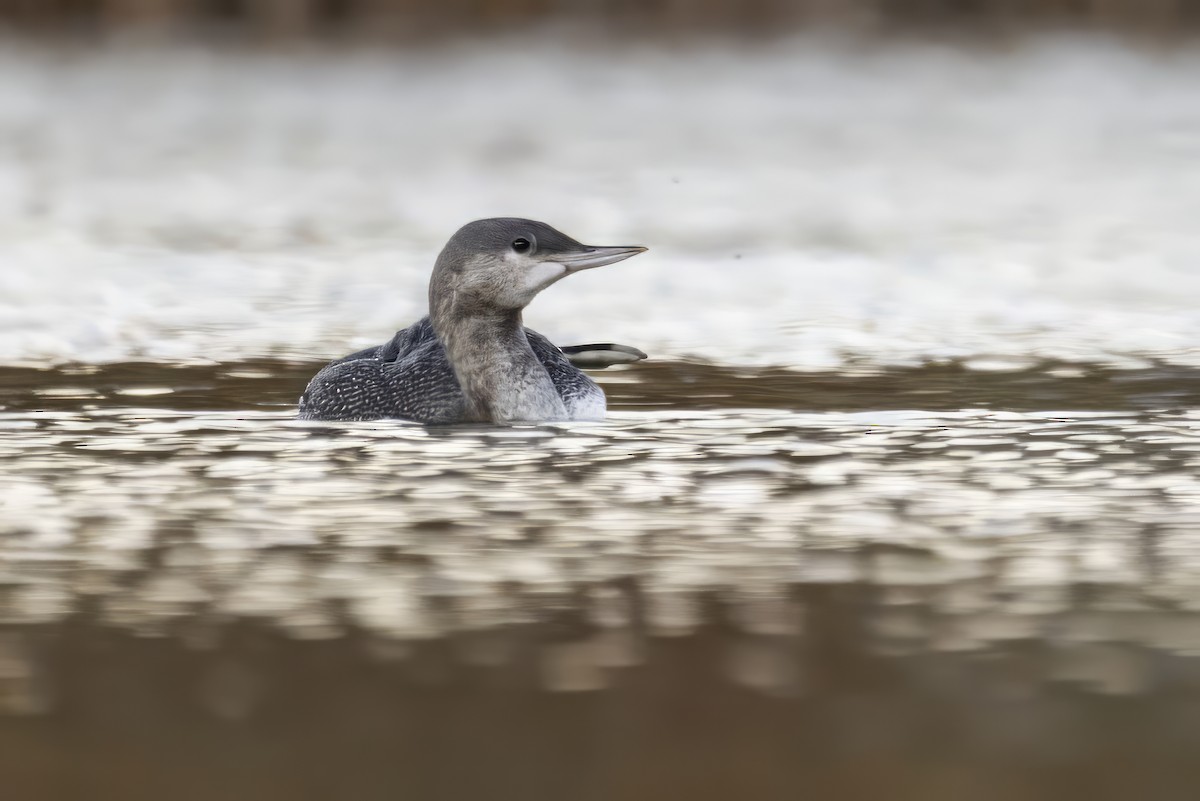 Red-throated Loon - ML609846866