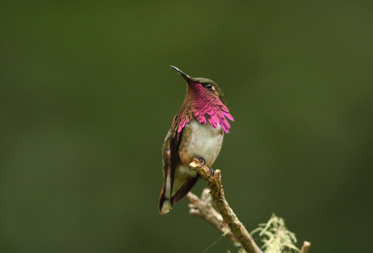 Wine-throated Hummingbird - ML609847311