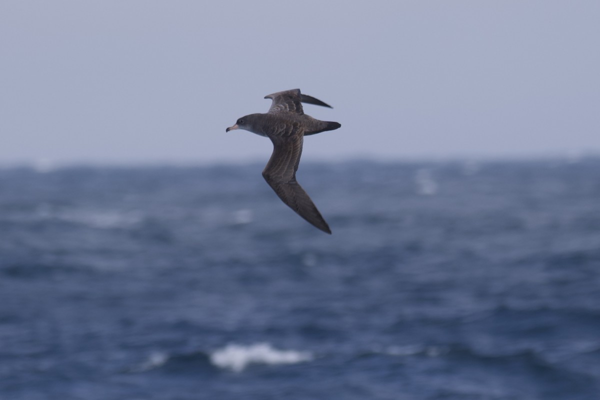 Pink-footed Shearwater - ML609847546