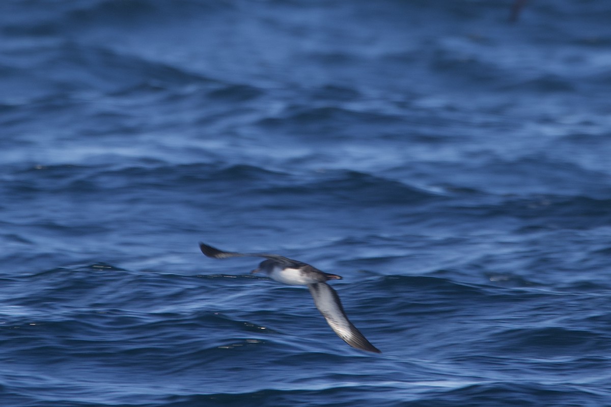 Pink-footed Shearwater - ML609847548
